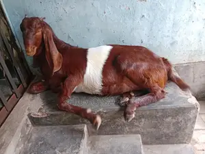 Cross-breed Totapuri Female Goat