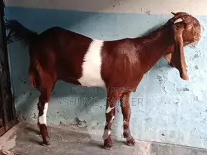 Cross-breed Totapuri Female Goat