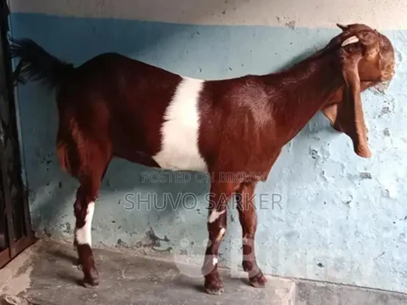 Cross-breed Totapuri Female Goat