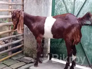 Cross-breed Totapuri Female Goat