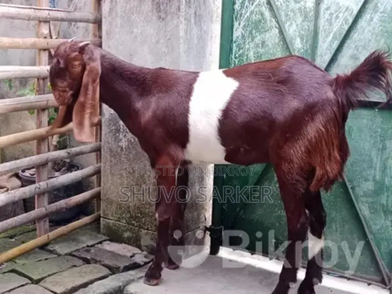 Cross-breed Totapuri Female Goat