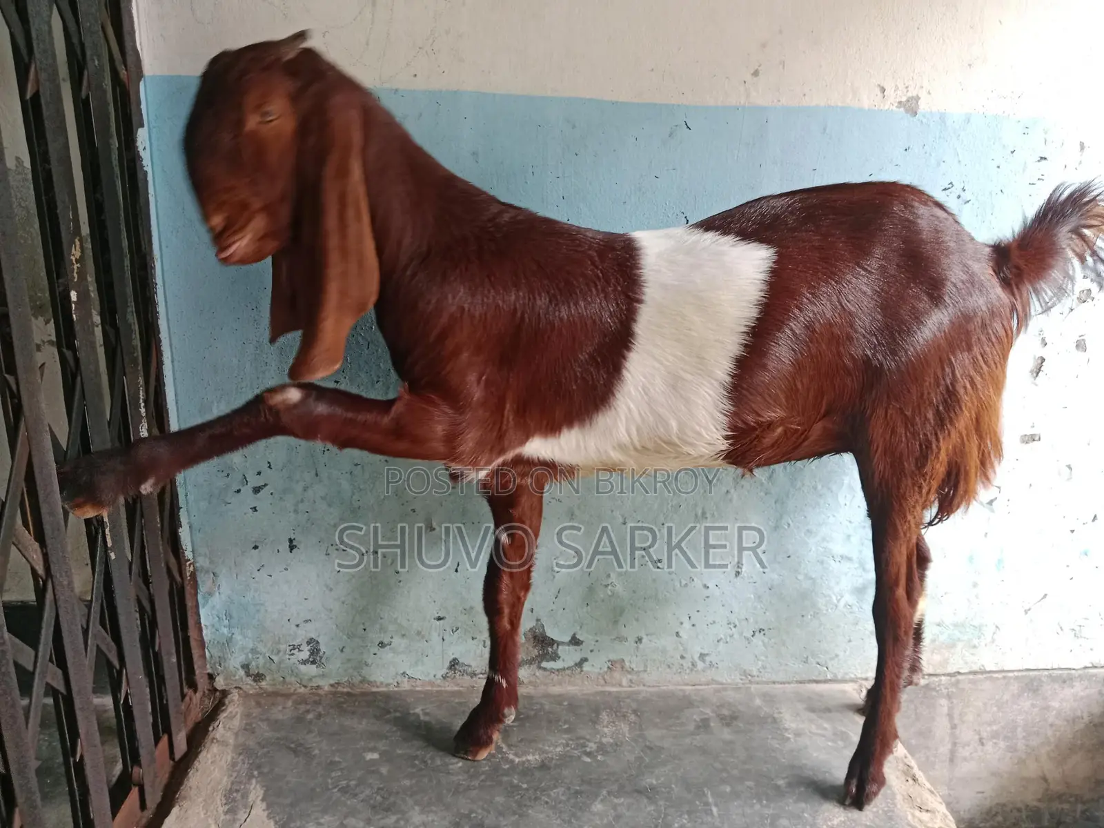 Cross-breed Totapuri Female Goat