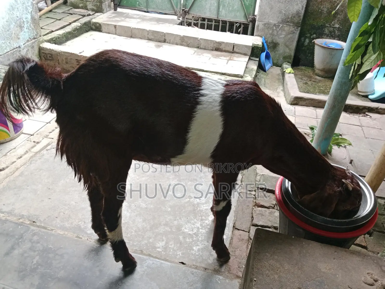 Cross-breed Totapuri Female Goat