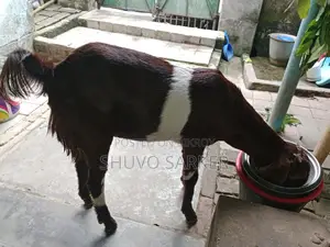 Cross-breed Totapuri Female Goat