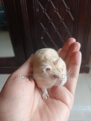 Winter White Hamster