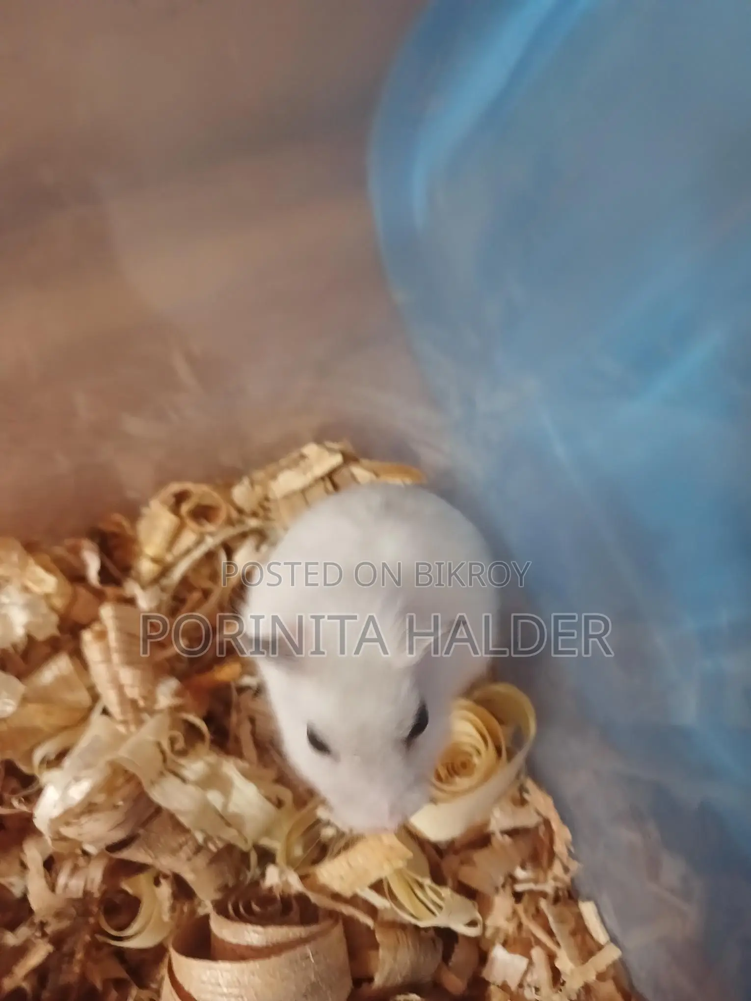 Winter White Hamster