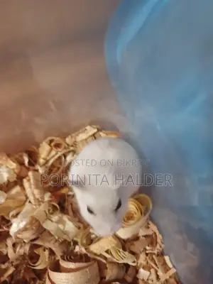 Winter White Hamster