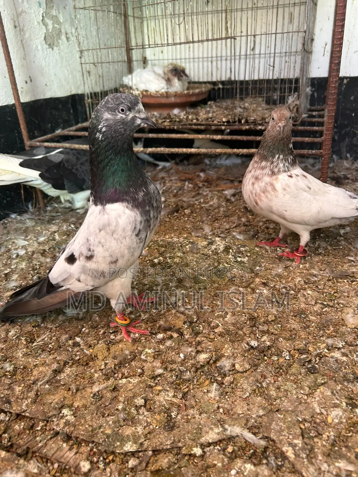 Pair of Pakistani Pigeons for Sale