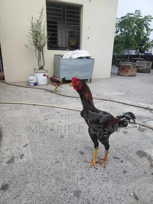 আছিল ফাইটার মোরগ