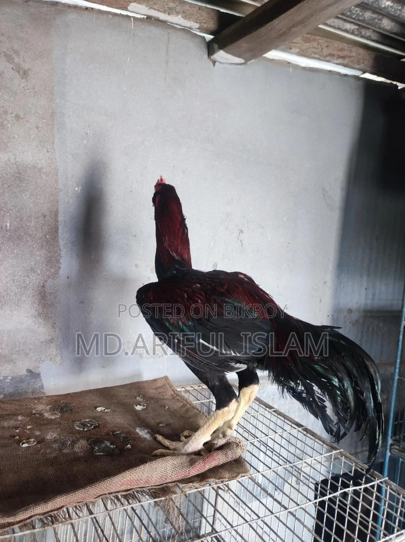আছিল ফাইটার মোরগ