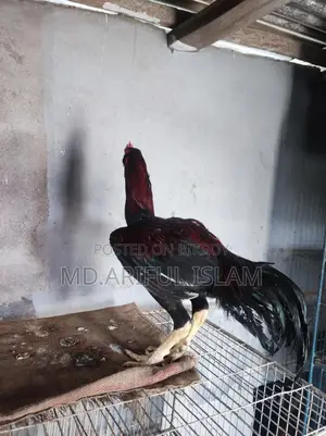 আছিল ফাইটার মোরগ