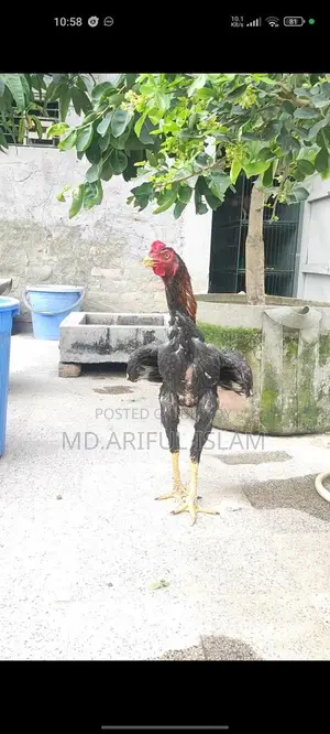 আছিল ফাইটার মোরগ