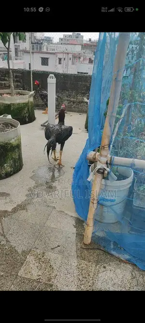 আছিল ফাইটার মোরগ