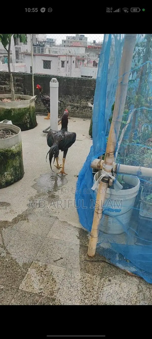 আছিল ফাইটার মোরগ