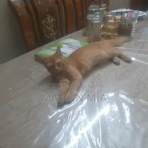 Persian cat golden