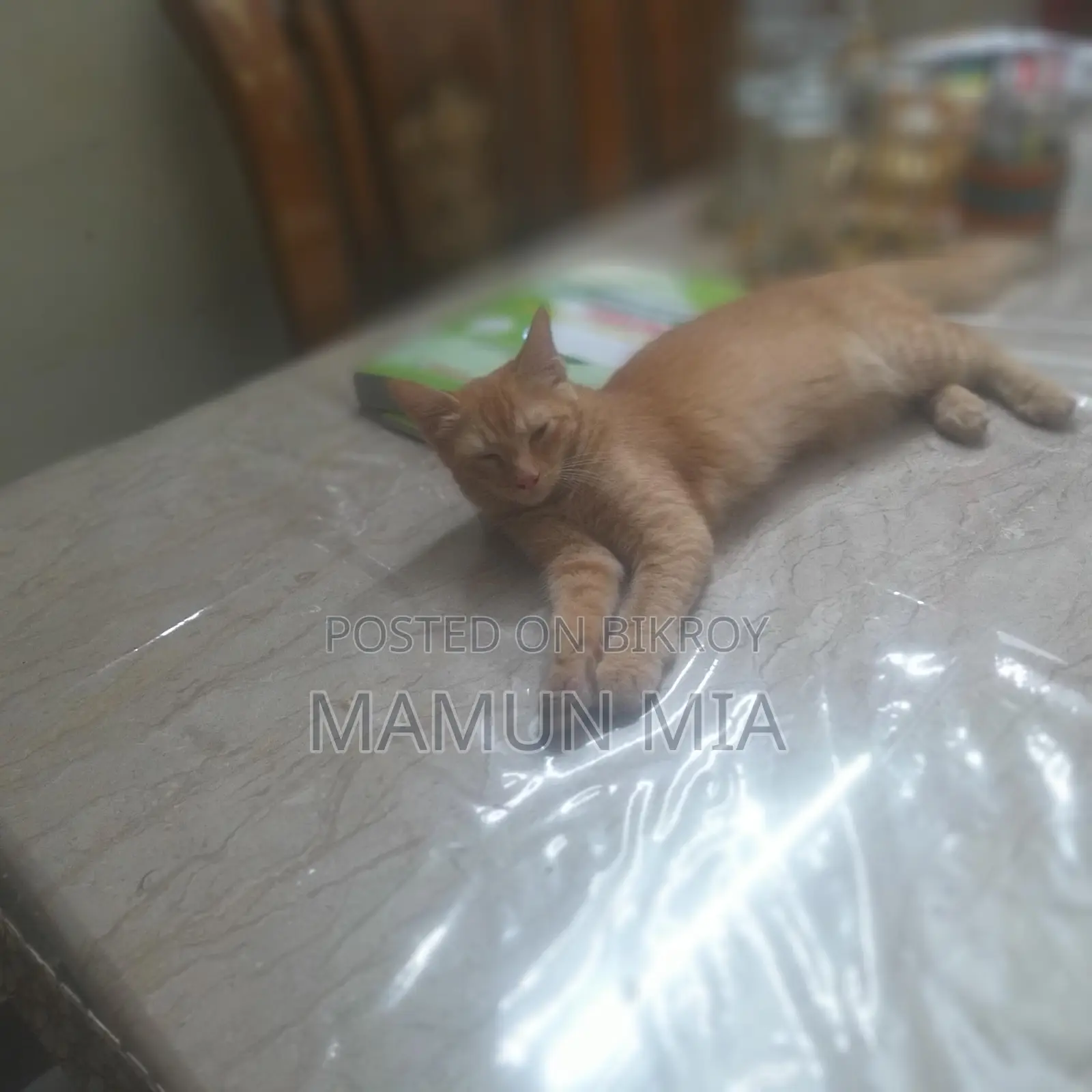 Persian cat golden