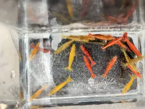 Shrimp Running Fish