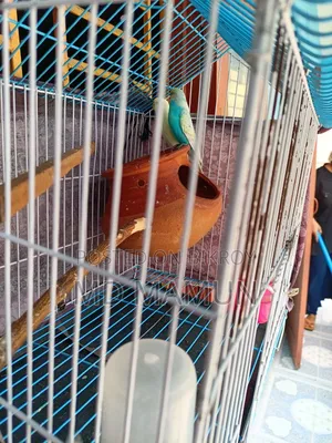 Birds for Sale