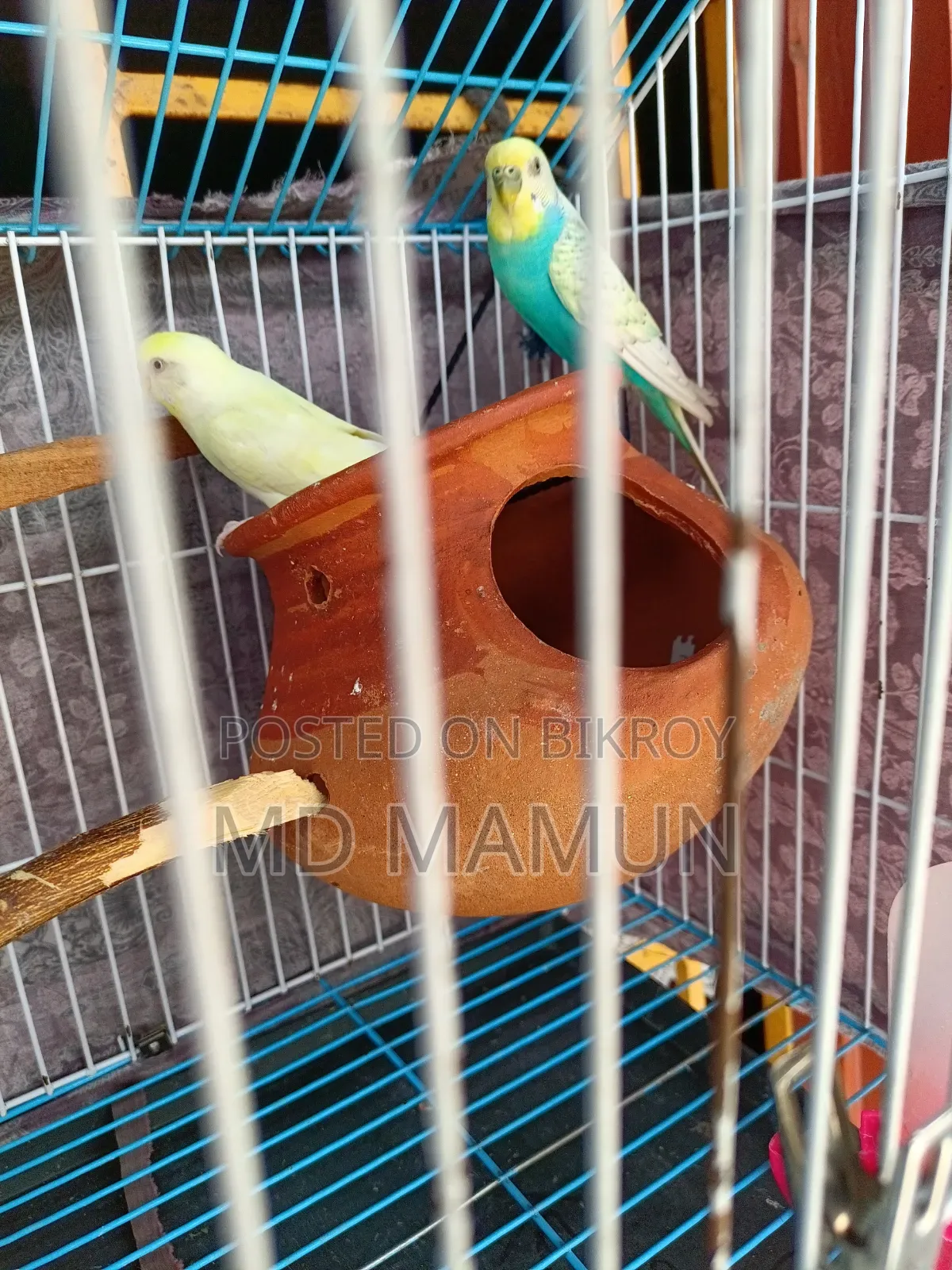 Birds for Sale
