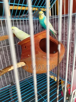 Birds for Sale