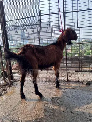 লাল দেশি খাসি