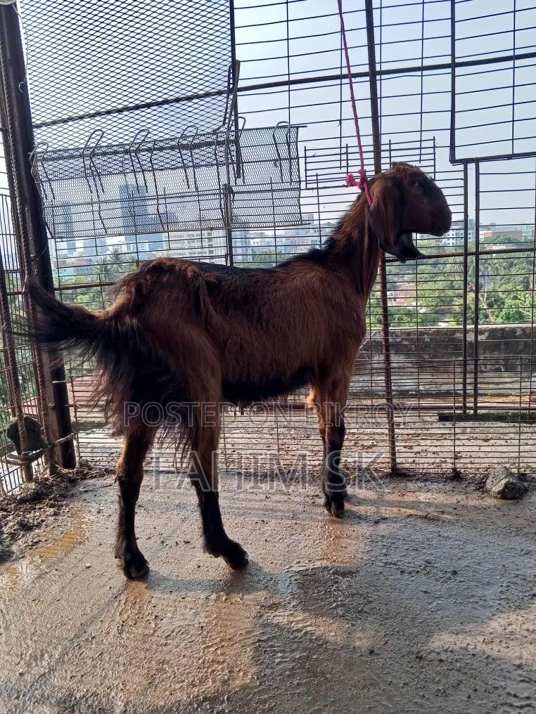 লাল দেশি খাসি