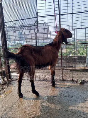 লাল দেশি খাসি