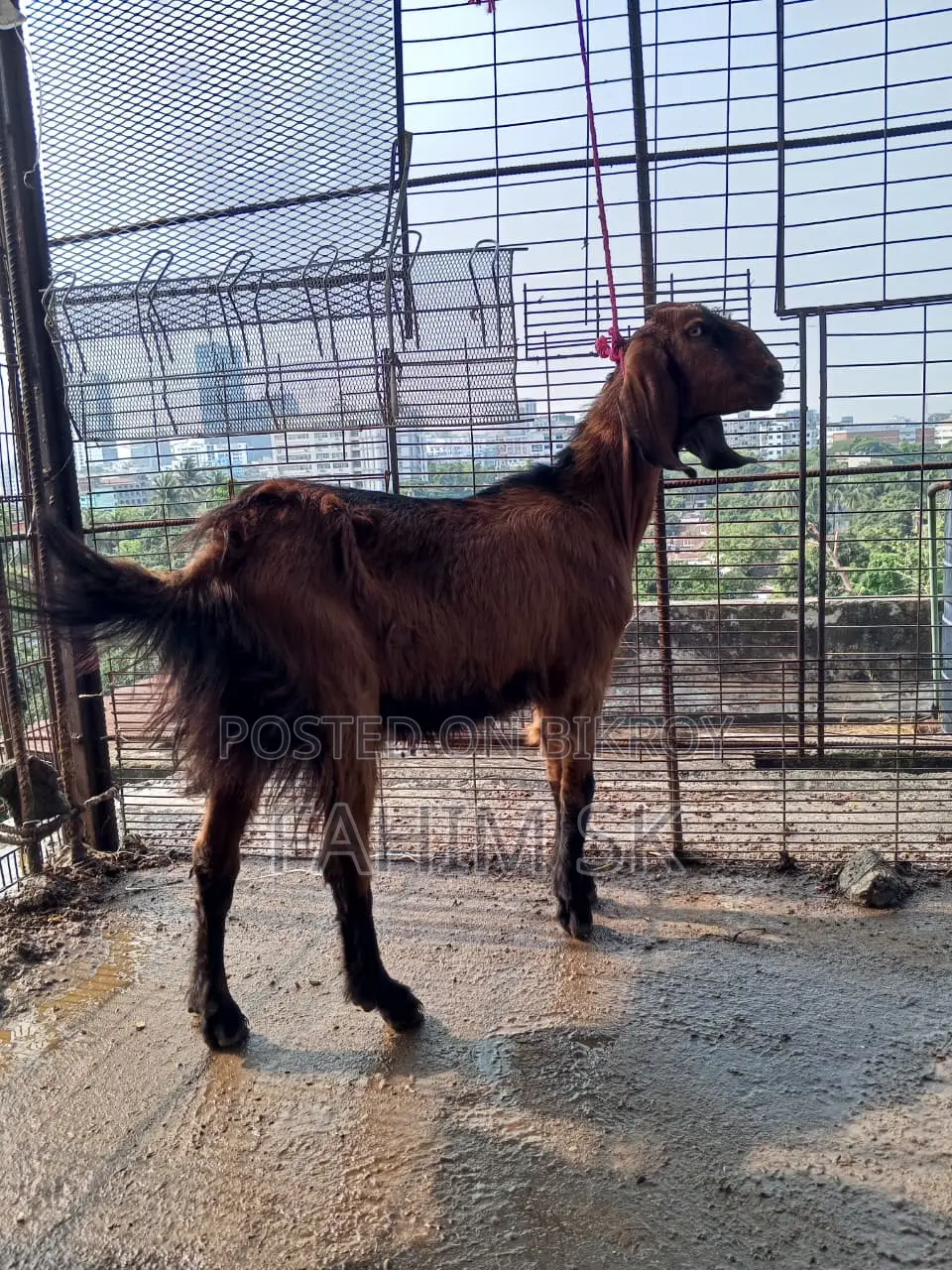 লাল দেশি খাসি