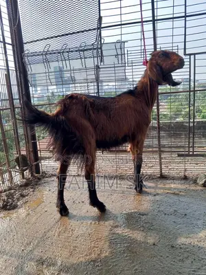 লাল দেশি খাসি