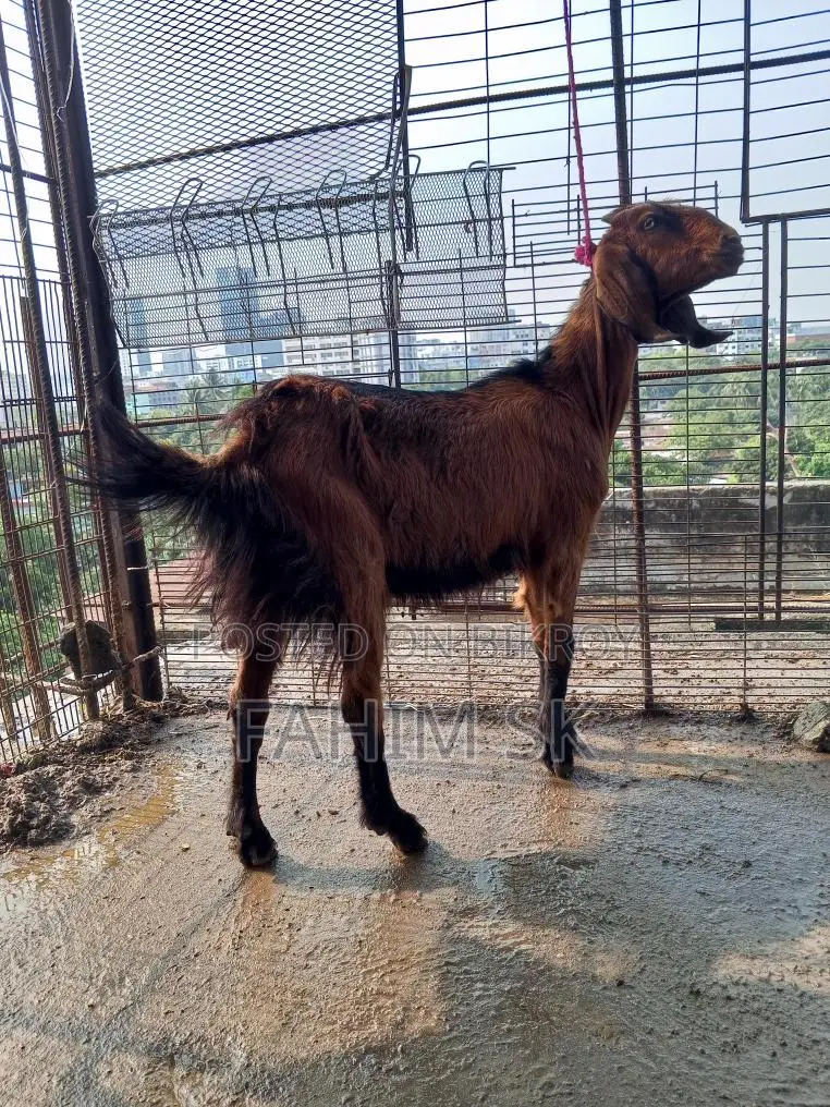 লাল দেশি খাসি