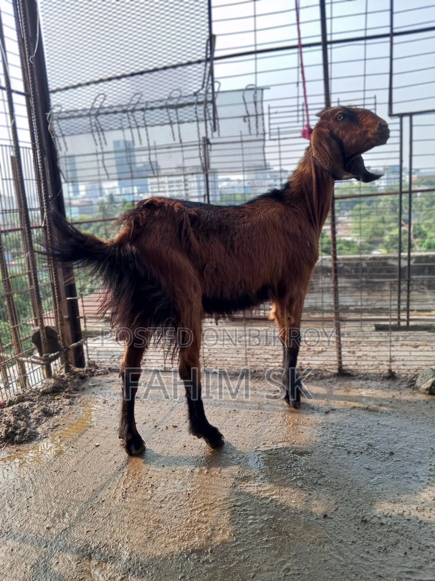 লাল দেশি খাসি