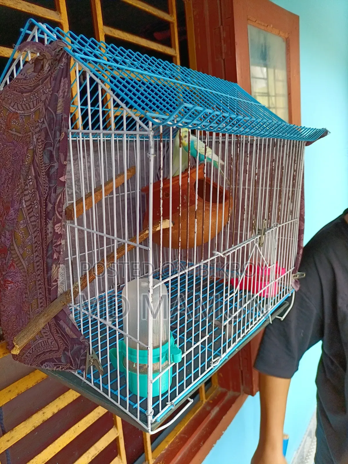 Birds for Sale