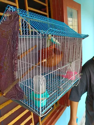 Birds for Sale