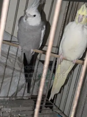 কোকাটেল পাখির জোড়া