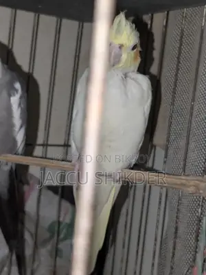 কোকাটেল পাখির জোড়া
