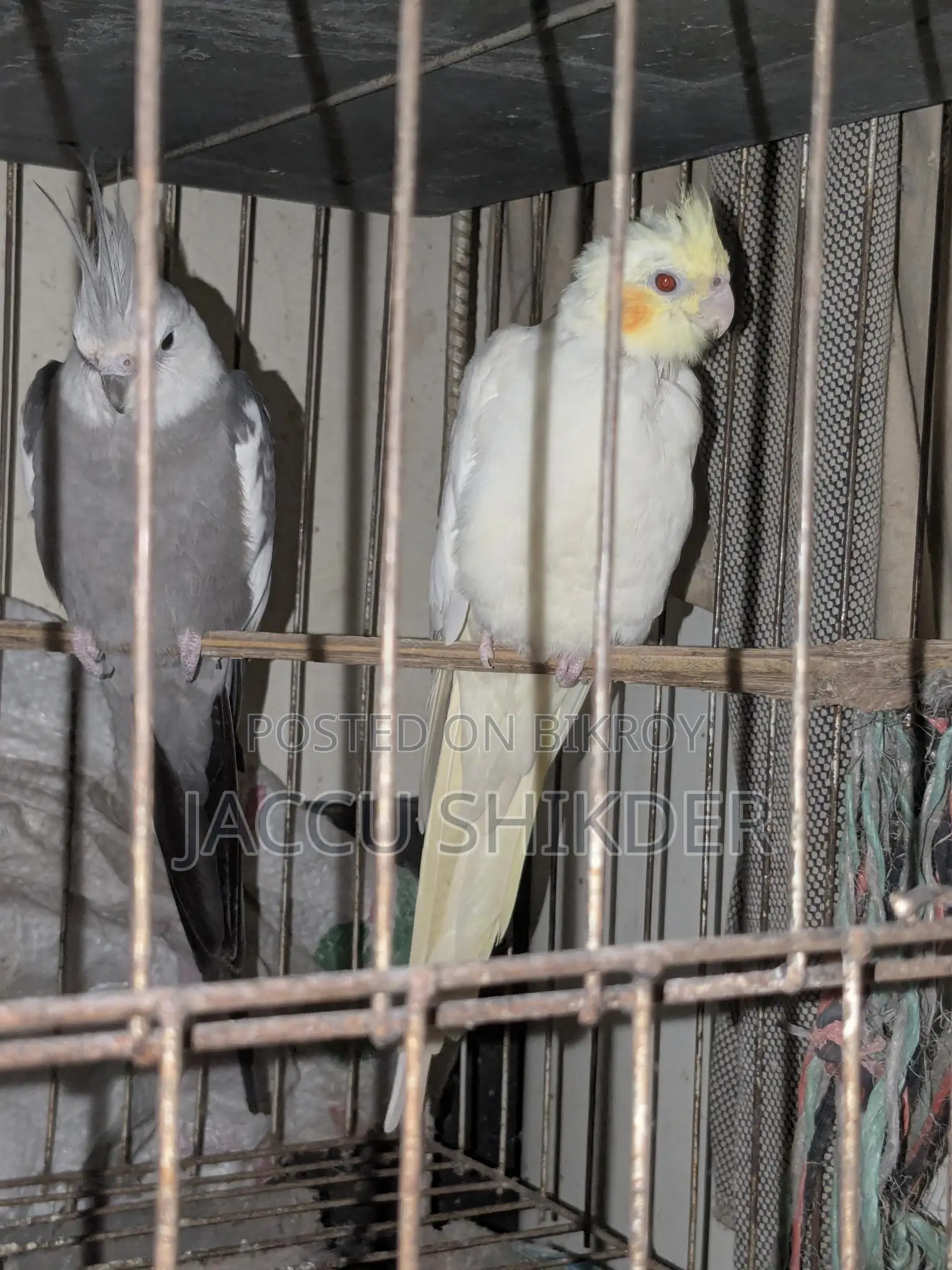 কোকাটেল পাখির জোড়া