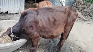 দেশি ভালো জাতের বকনা গরু