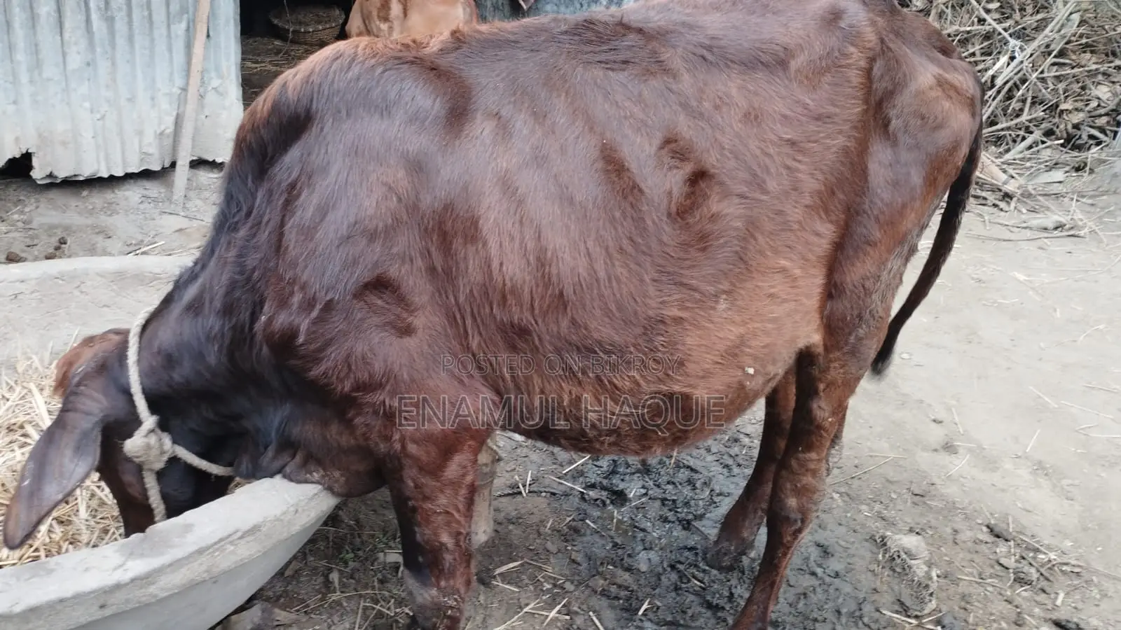 Good local breed heifer