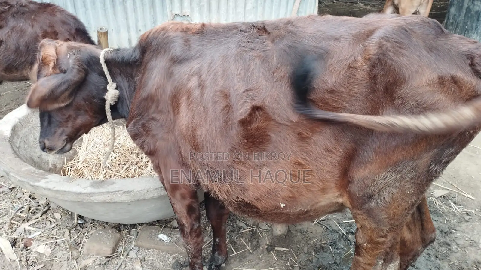 Good local breed heifer