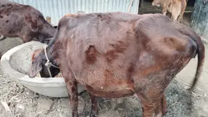 Good local breed heifer