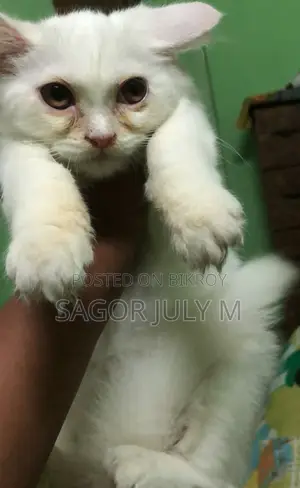 পারসিয়ান বিক্রি করা হবে