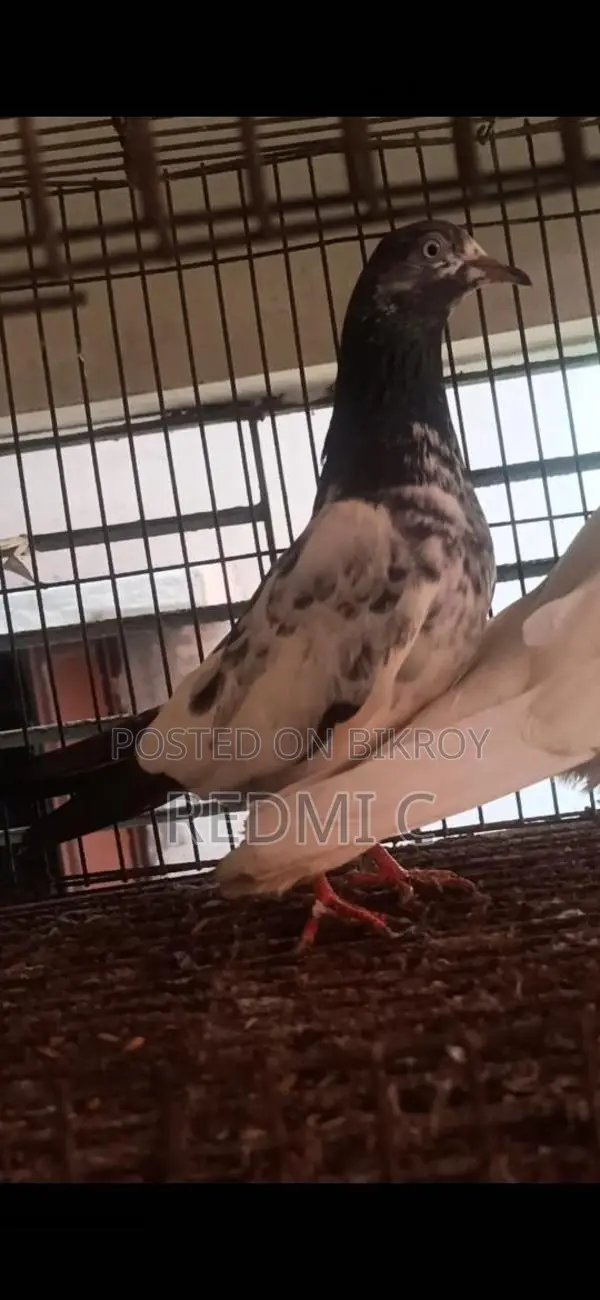 Teddy Female