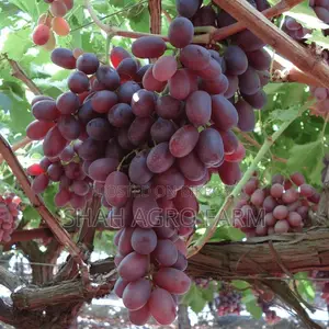 ক্রিমসন সিডলেস মিষ্টি আঙ্গুর গাছ