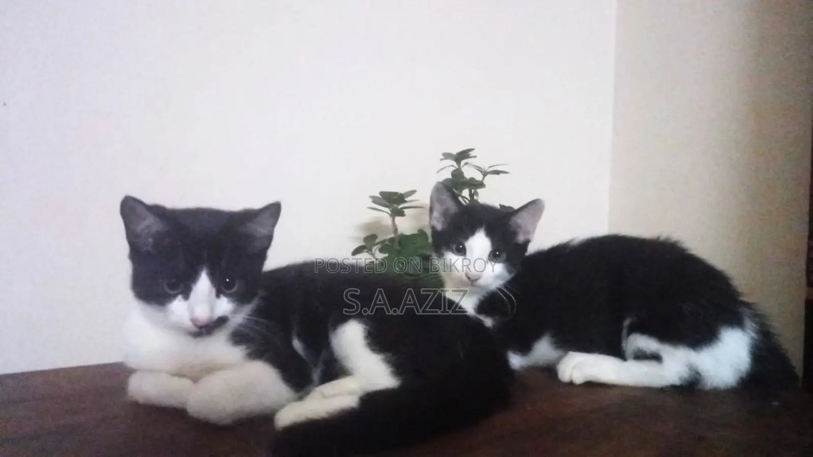 Mixed Breed Male Kitten For Sale