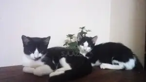 Mixed Breed Male Kitten For Sale