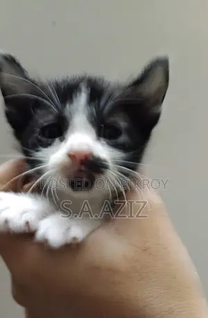 Mixed Breed Male Kitten For Sale