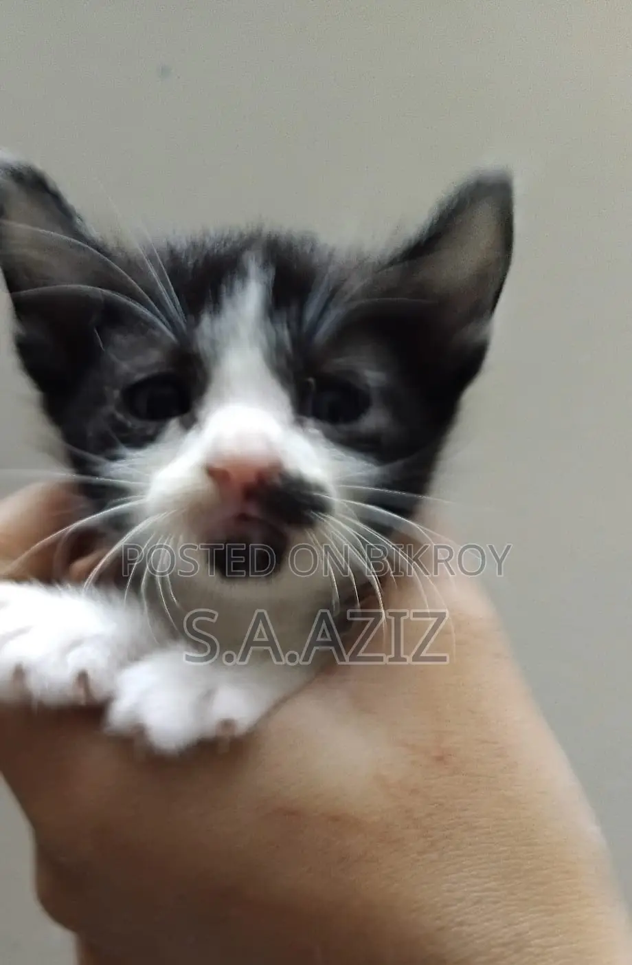 Mixed Breed Male Kitten For Sale
