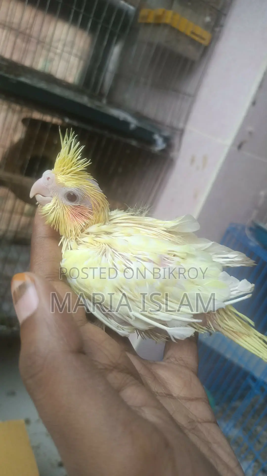 Cockatiel Baby