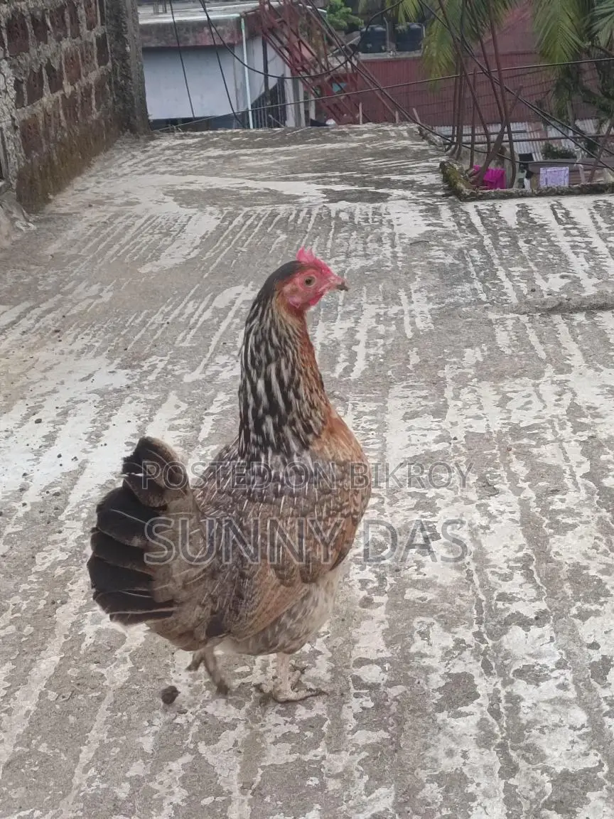 Chicken