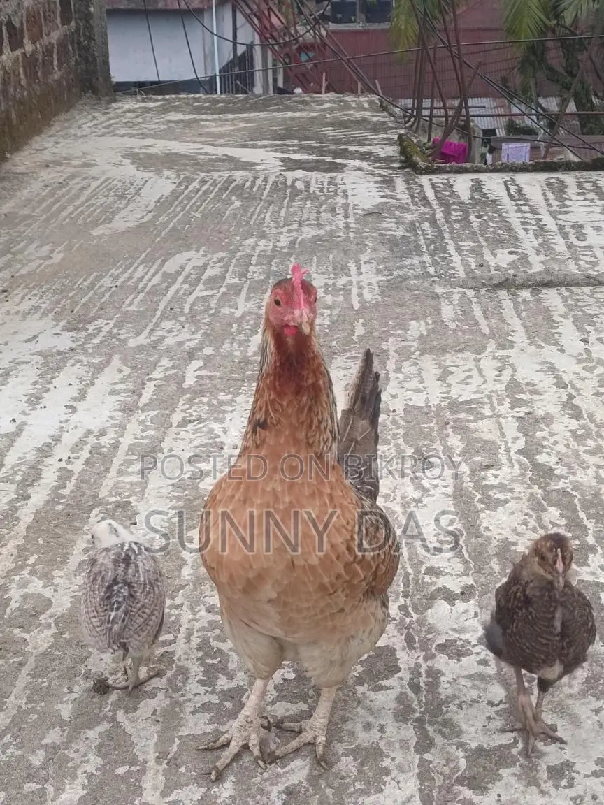 Chicken